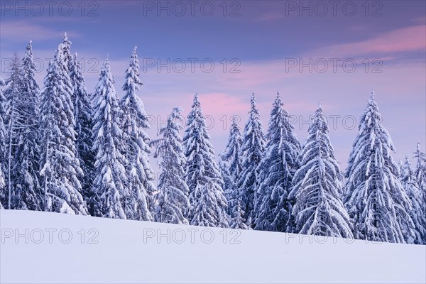 Snowy spruce forest at Ratenpass