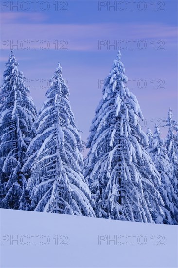 Snowy spruce forest at Ratenpass