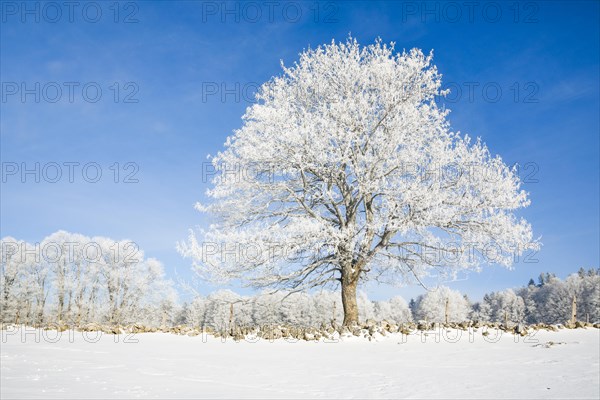 Snowy lime tree near Couvent in Valle de Traverse