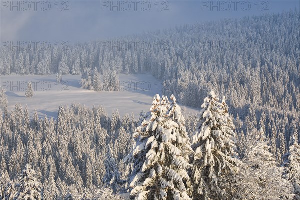 Snowy spruce forest at Ratenpass