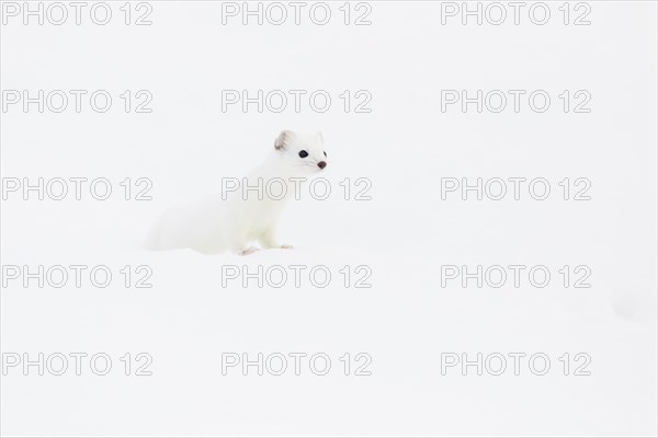 Stoat