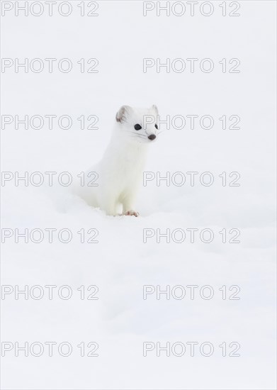 Stoat