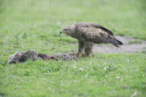 Lesser spotted eagle