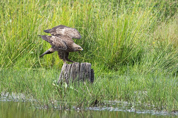 Lesser spotted eagle