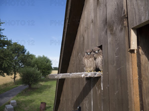 Common Common Kestrel