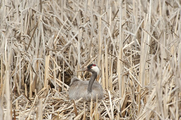 Crane