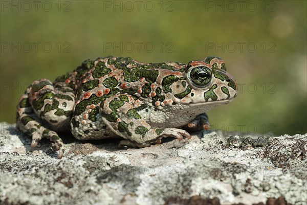 European green toad