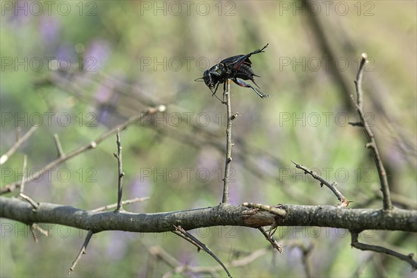 Field cricket