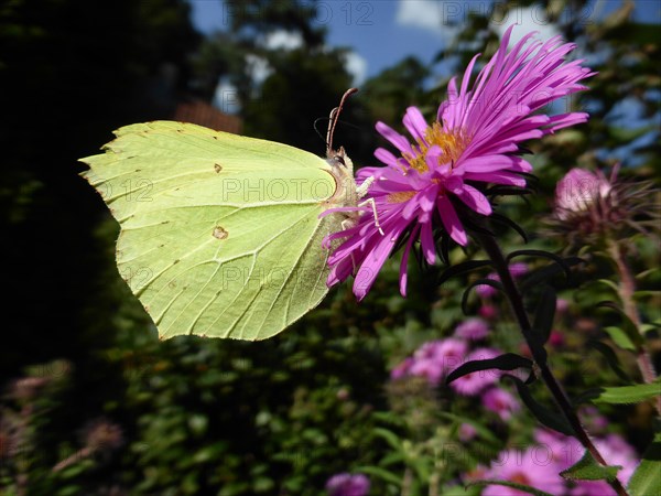 Brimstone