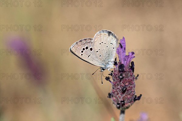 Gossamer winged butterfly