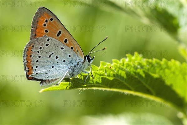 Small copper