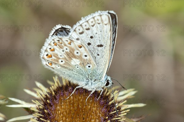 Gossamer winged butterfly