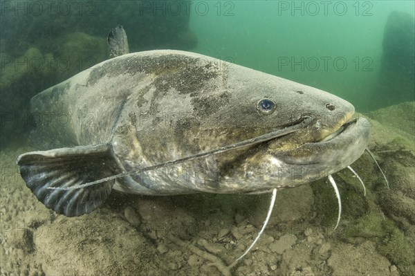 Wels catfish