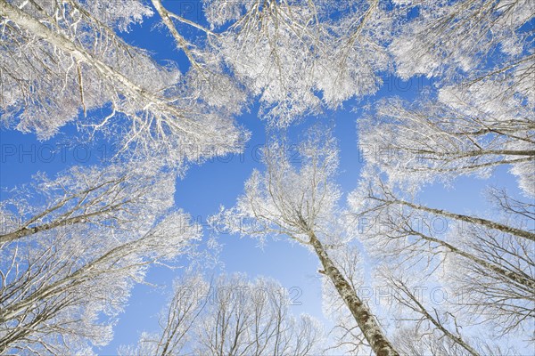 Tree tops of deep snow covered beech forest against blue sky in Neuchatel Jura