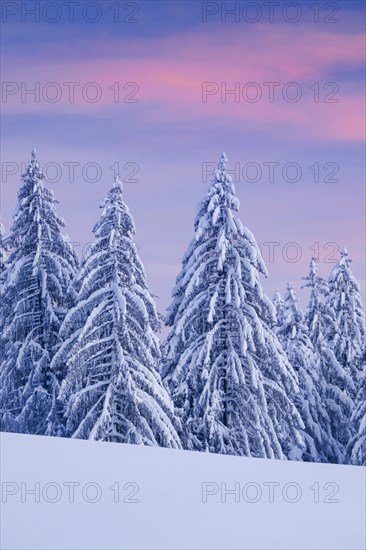 Snowy spruce forest at Ratenpass