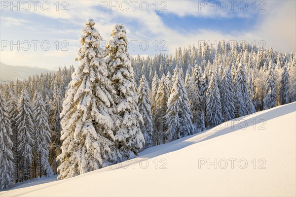 Snowy spruce forest at Ratenpass