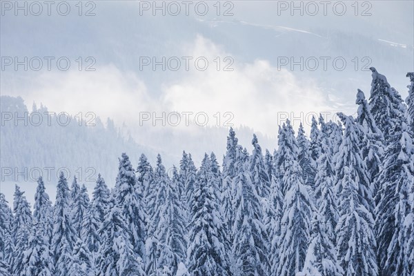 Snowy spruce forest at Ratenpass