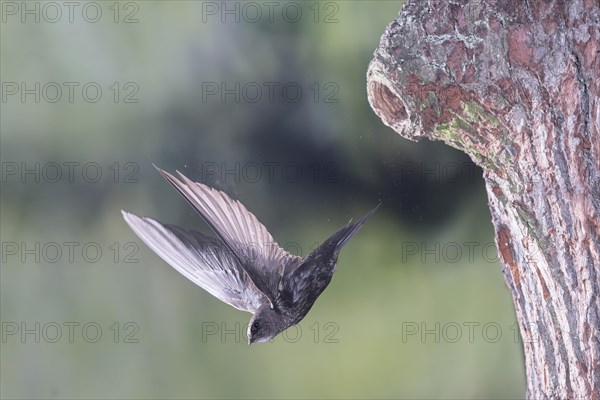 Common Swift