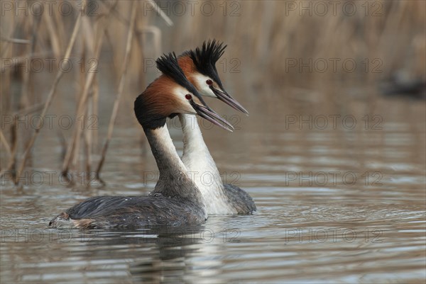 Great crested grebe