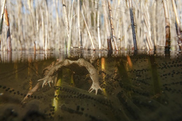 Common toad