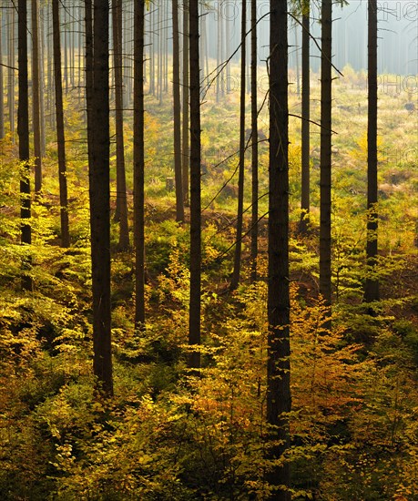 Spruce forest with incipient regeneration by beech in autumn