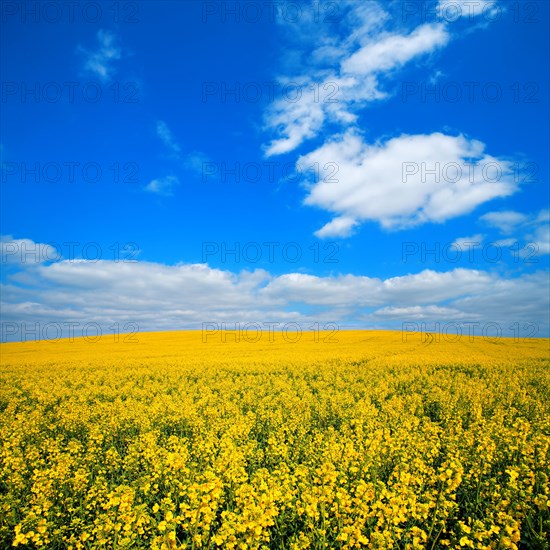 Blooming rape field under blue sky with white clouds