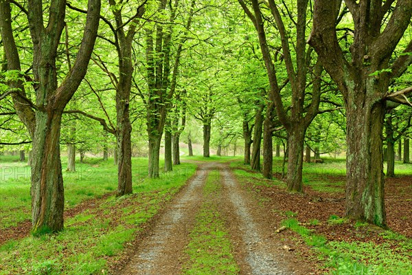 Chestnut alley in spring