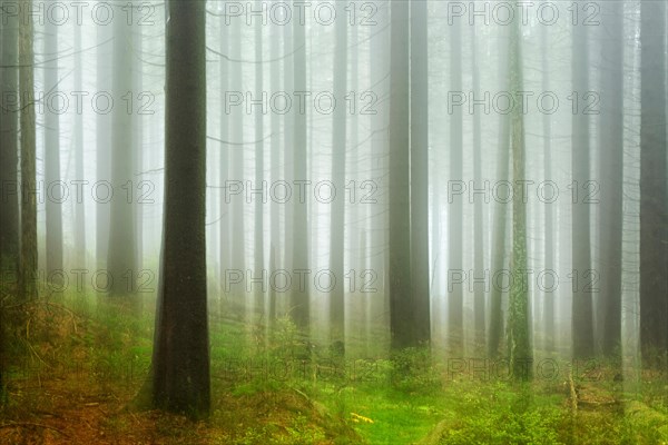 Spruce forest with fog in Harz National Park