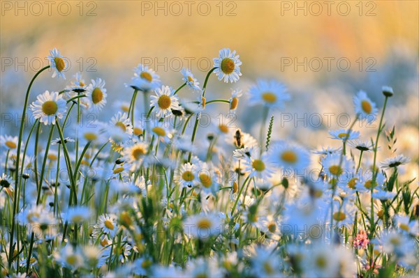 Ox-eye daisy