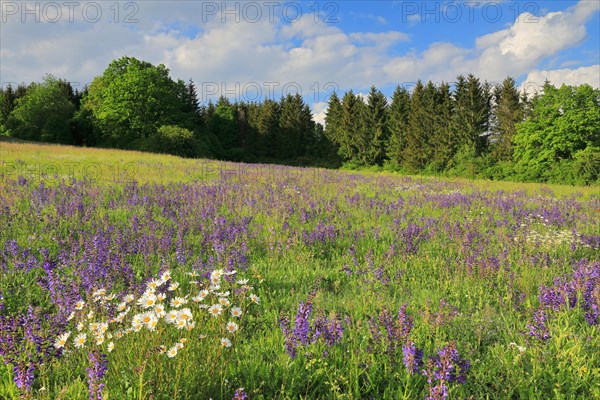 Meadow Clary