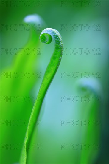 Hart's-tongue fern