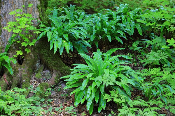 Hart's-tongue fern