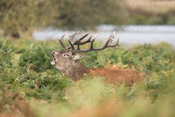 Red Deer