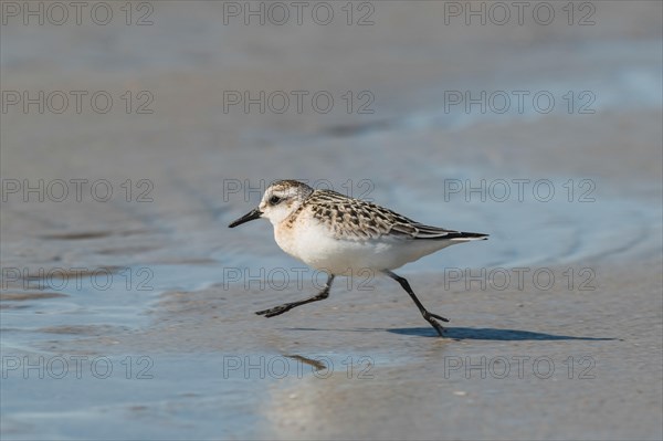 Sanderling