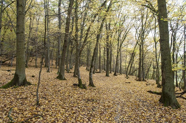 Yellow carpet of leaves