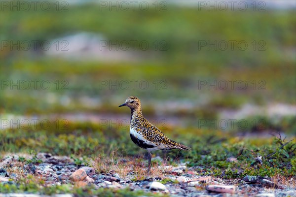 European golden plover