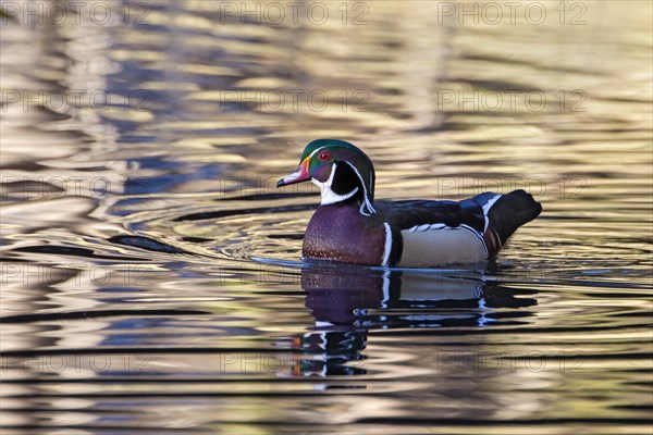 Wood duck