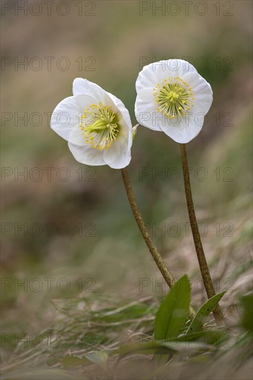 Helleborus niger