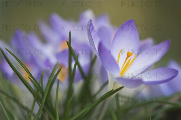 Early Crocus