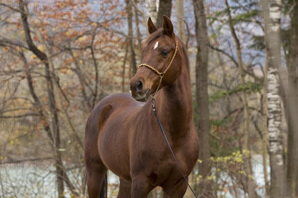 Thoroughbred Arabian gelding chestnut in autumn portrait with decorative halter