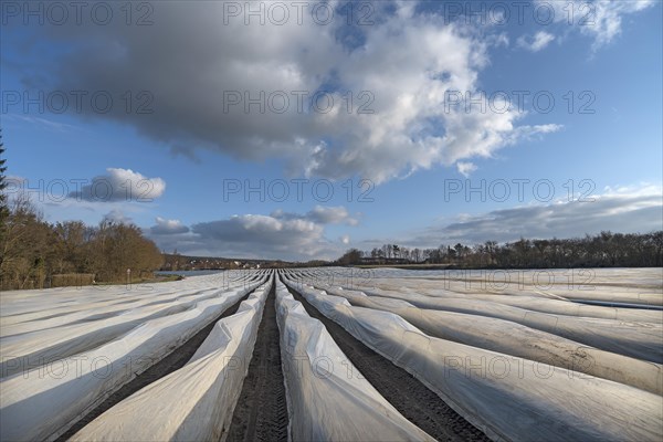 Asparagus field covered with foil