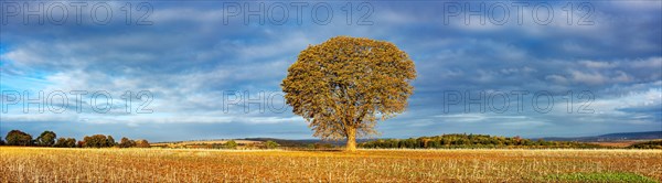 Solitary horse chestnut