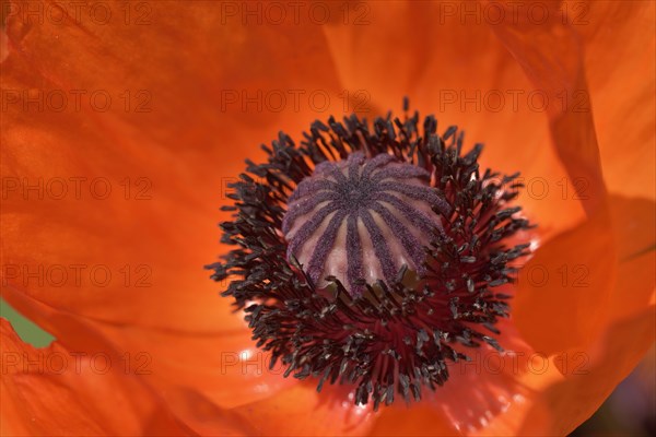 Flower giant poppy