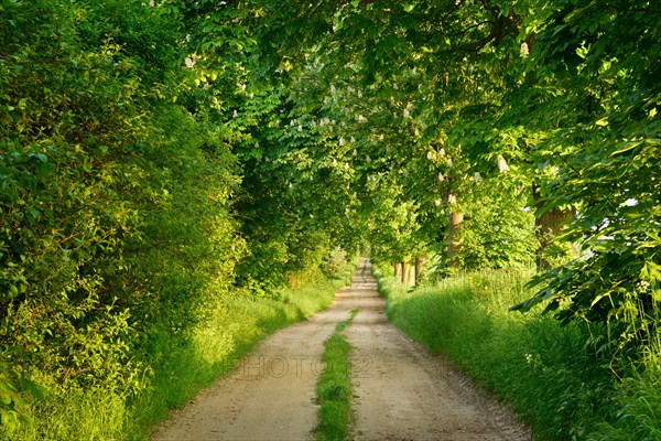 Field path through avenue with flowering Horse chestnuts