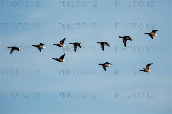 Brent Goose