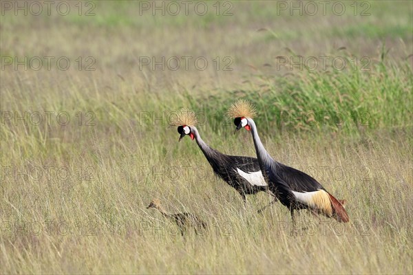 Crowned crane