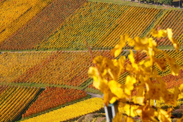 Vineyards wine in autumn colorful leaves colorful nature season in Stuttgart