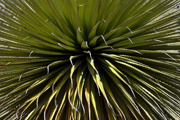 Puya raimondii