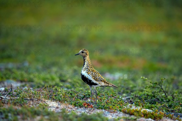 European golden plover