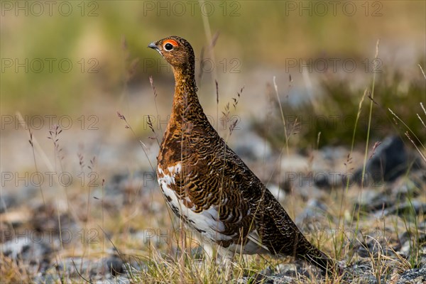 Willow ptarmigan